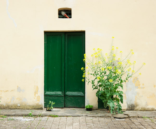 Big wild cabbage with lots of flowers and seeds growing in concrete and stones, by a front door. 