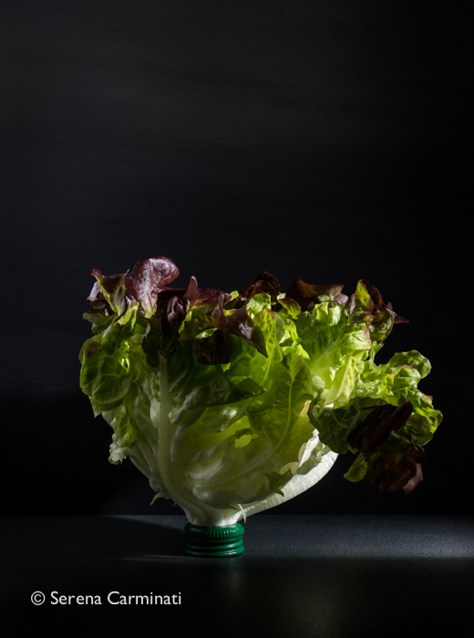 Red oak leaf lettuce with bottle cup