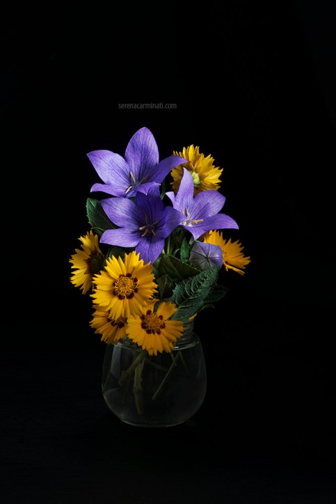Helichrysum with a Blue Campanula Platycodon
